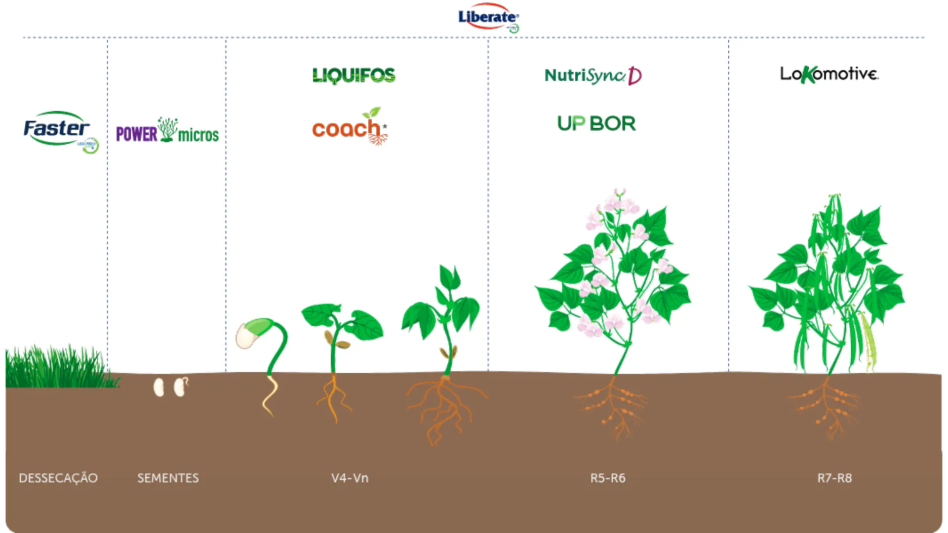 Infográfico do ciclo do feijão